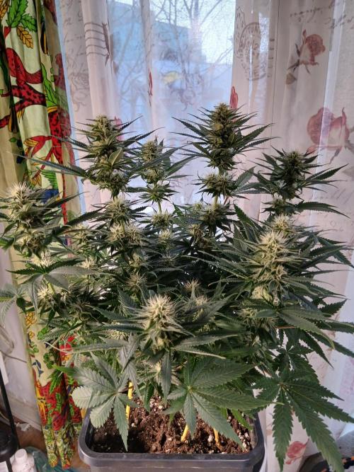Raunächte-Grow mit Exotic Seed. Week 9
