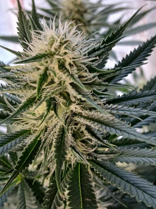 Raunächte-Grow mit Exotic Seed. Week 9
