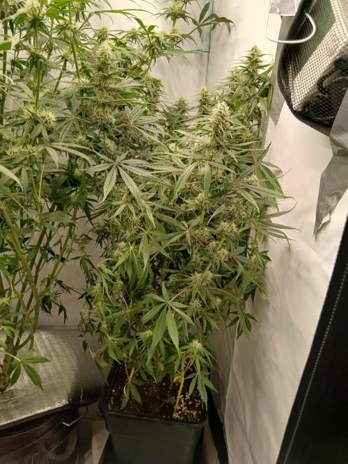 Raunächte-Grow mit Exotic Seed. Week 9