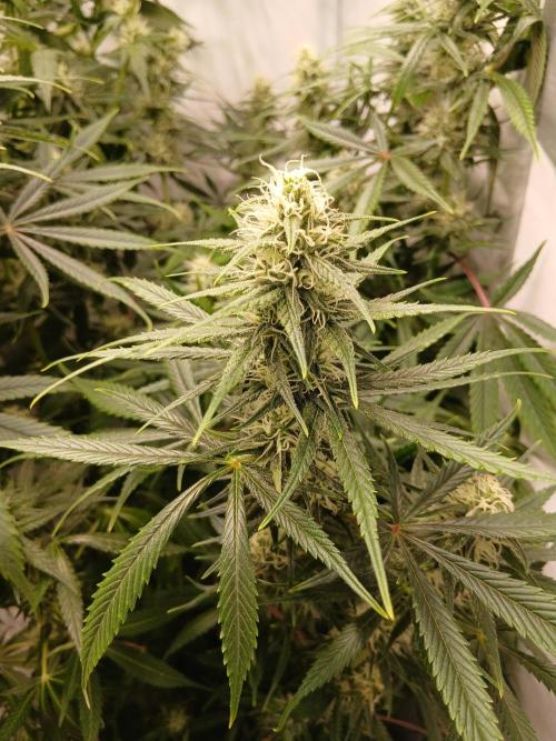 Raunächte-Grow mit Exotic Seed. Week 9