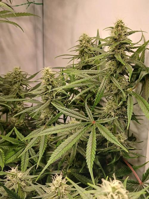 Raunächte-Grow mit Exotic Seed. Week 9