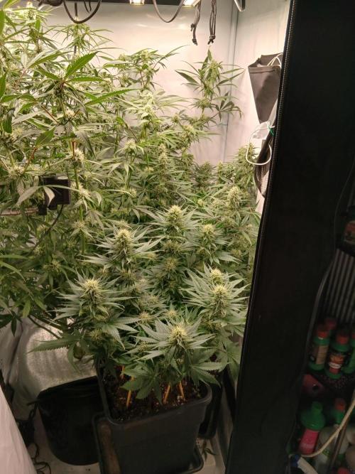Raunächte-Grow mit Exotic Seed. Week 9