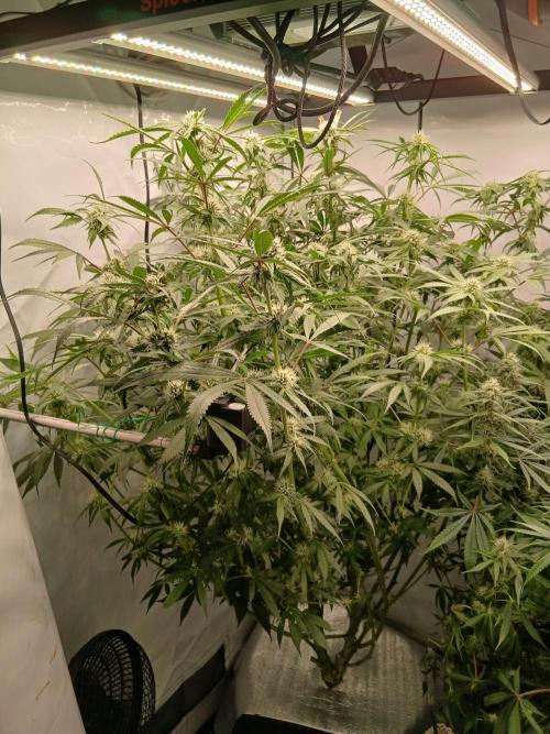 Hydroponischer Exotic Seed Grow. Week 9