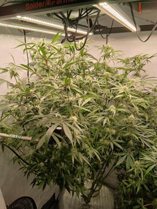 Hydroponischer Exotic Seed Grow. Week 9