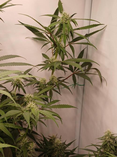Hydroponischer Exotic Seed Grow. Week 9