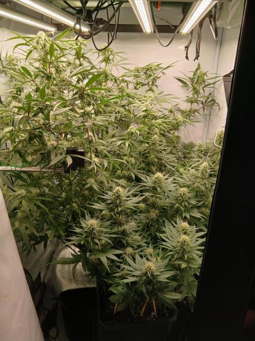 Hydroponischer Exotic Seed Grow. Week 9