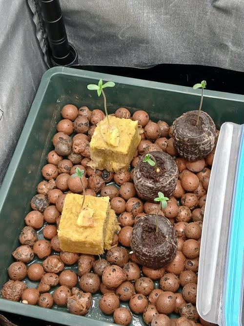 Super Sativa Seed Club DWC Version. Week 0