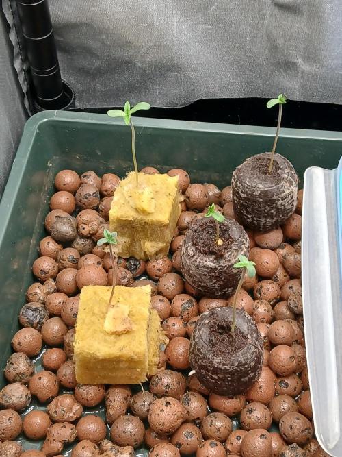 Super Sativa Seed Club DWC Version. Week 0