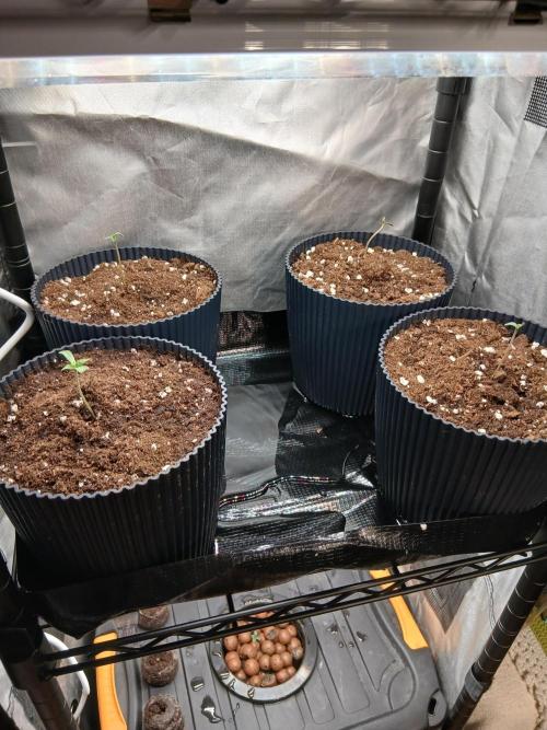 Super Sativa Seed Club Soil Version. Week 0