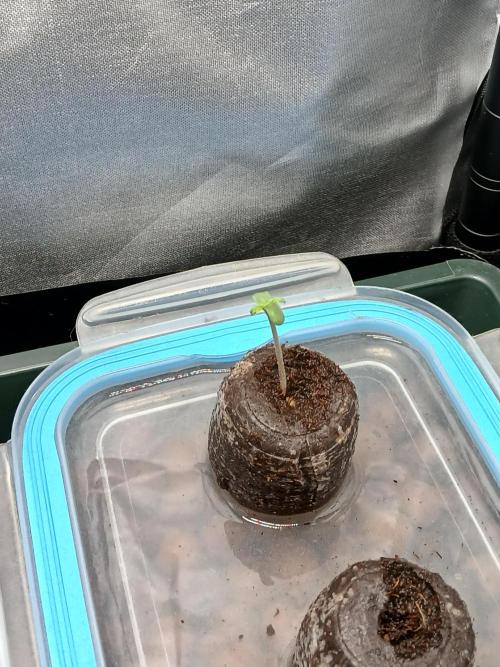 Original Skunk meets Auto. Week 0