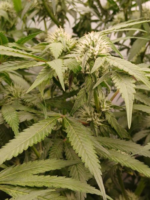 Hydroponischer Exotic Seed Grow. Week 9