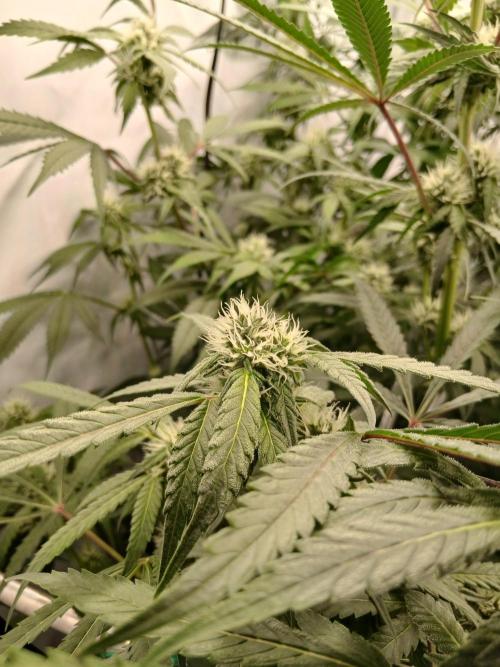 Hydroponischer Exotic Seed Grow. Week 9