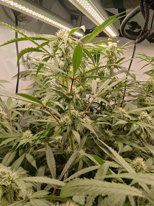 Hydroponischer Exotic Seed Grow. Week 9