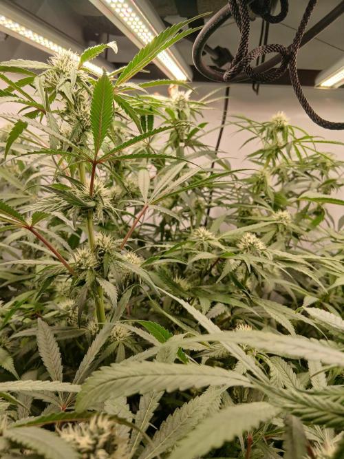 Hydroponischer Exotic Seed Grow. Week 9