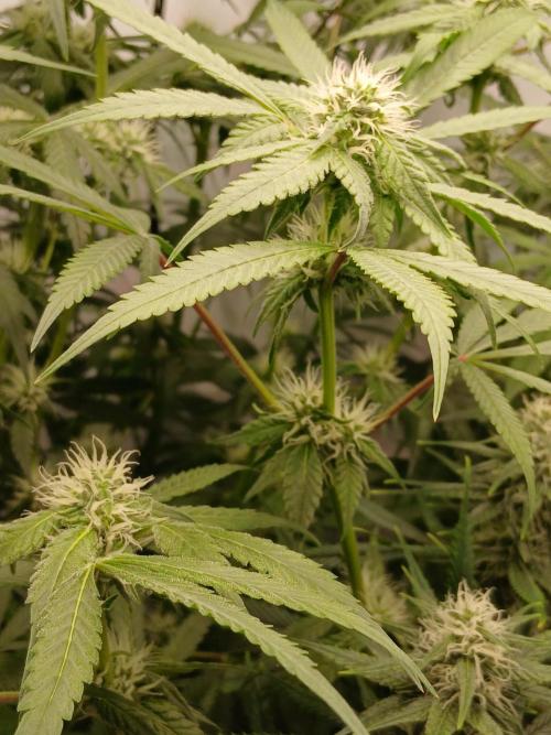 Hydroponischer Exotic Seed Grow. Week 9