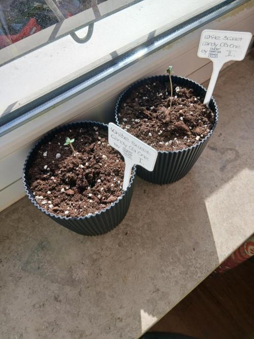 Super Sativa Seed Club Outdoor Version. Week 0
