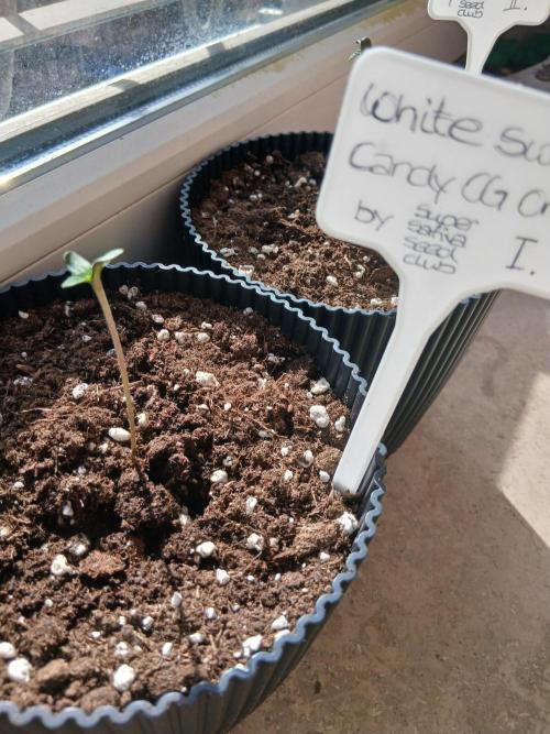Super Sativa Seed Club Outdoor Version. Week 0