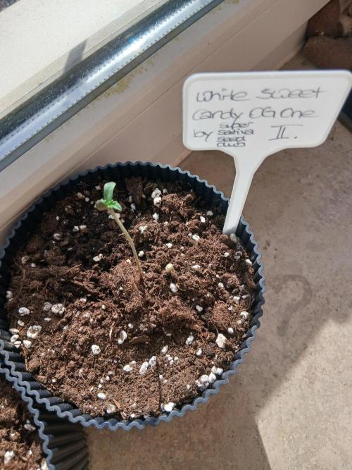 Super Sativa Seed Club Outdoor Version. Week 0