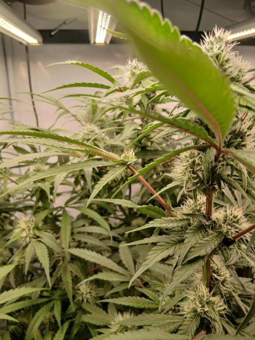 Hydroponischer Exotic Seed Grow. Week 10