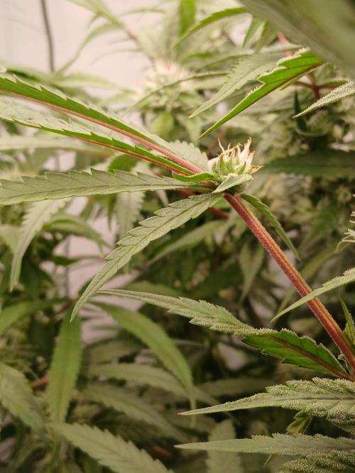 Hydroponischer Exotic Seed Grow. Week 10