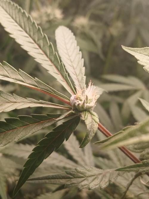 Hydroponischer Exotic Seed Grow. Week 10