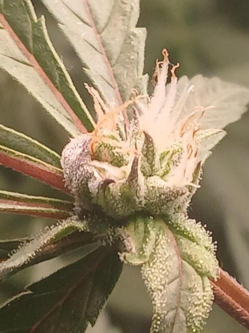 Hydroponischer Exotic Seed Grow. Week 10