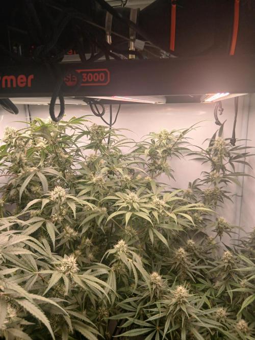 Hydroponischer Exotic Seed Grow. Week 10