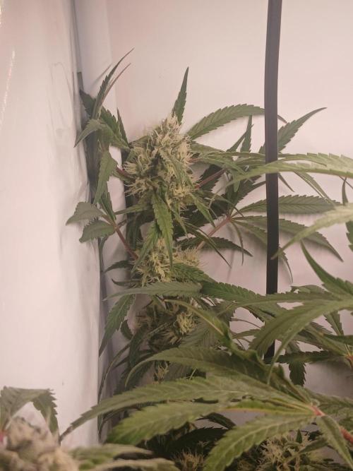 Hydroponischer Exotic Seed Grow. Week 10