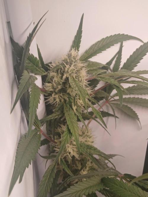 Hydroponischer Exotic Seed Grow. Week 10