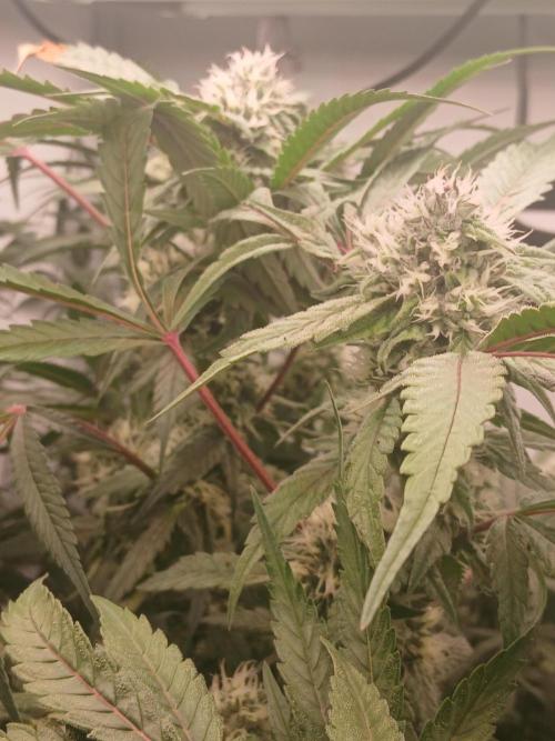 Hydroponischer Exotic Seed Grow. Week 10