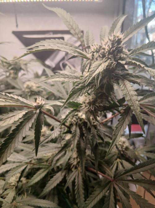 Hydroponischer Exotic Seed Grow. Week 10