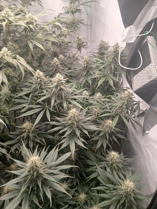 Raunächte-Grow mit Exotic Seed. Week 10
