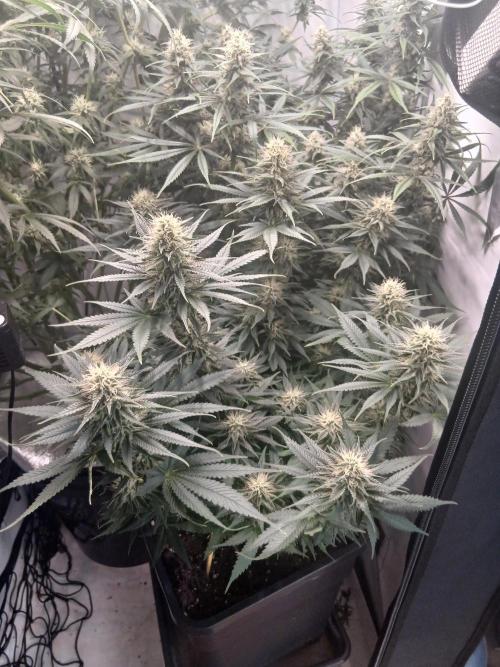 Raunächte-Grow mit Exotic Seed. Week 10