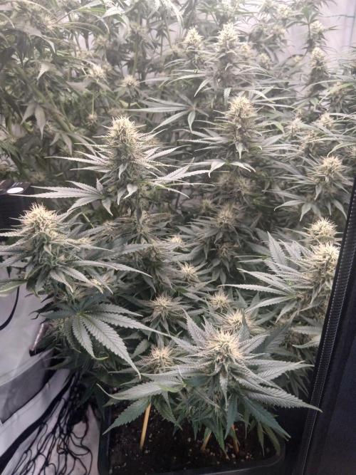 Raunächte-Grow mit Exotic Seed. Week 10