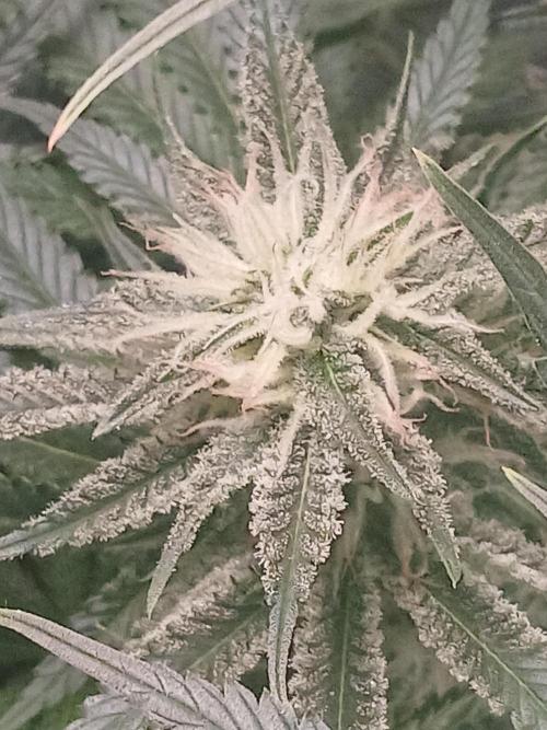 Raunächte-Grow mit Exotic Seed. Week 10