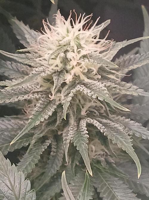 Raunächte-Grow mit Exotic Seed. Week 10