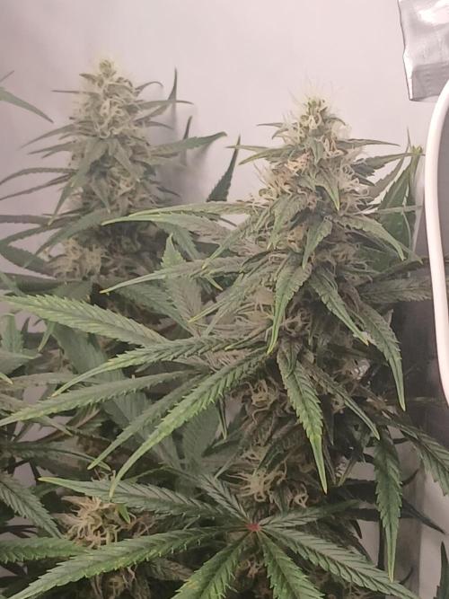 Raunächte-Grow mit Exotic Seed. Week 10
