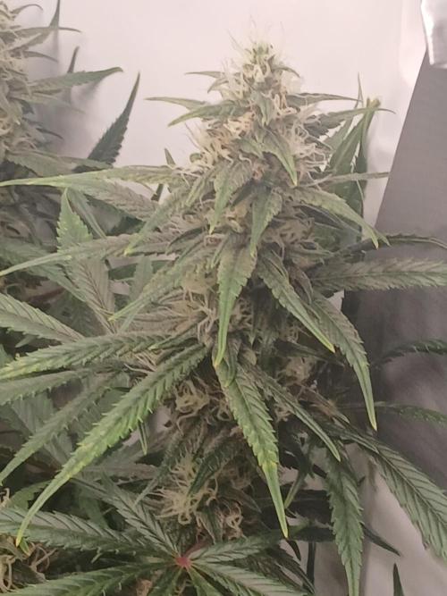 Raunächte-Grow mit Exotic Seed. Week 10