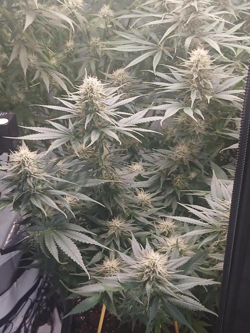 Raunächte-Grow mit Exotic Seed. Week 10