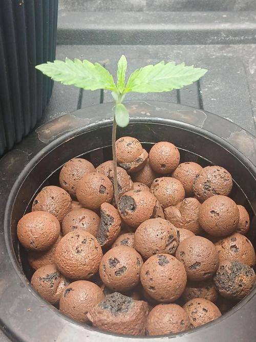 Super Sativa Seed Club DWC Version. Week 1