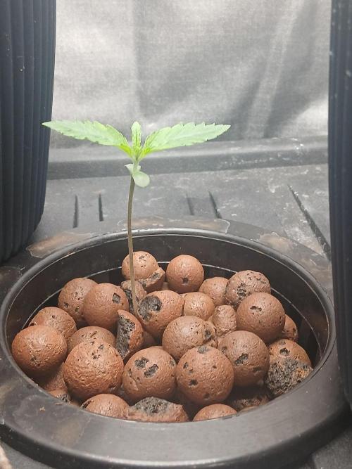 Super Sativa Seed Club DWC Version. Week 1