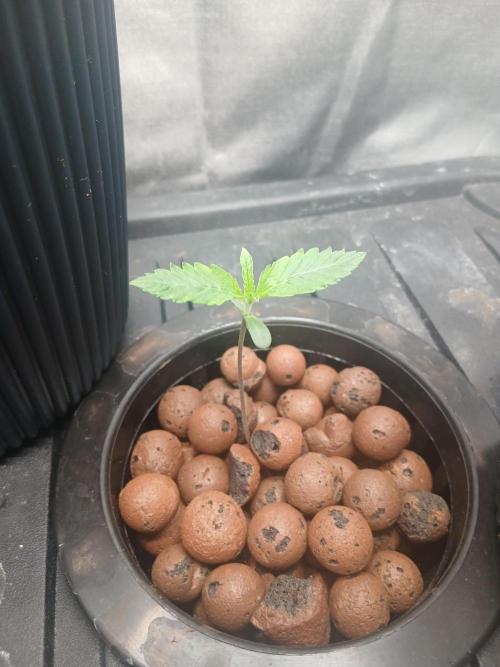 Super Sativa Seed Club DWC Version. Week 1