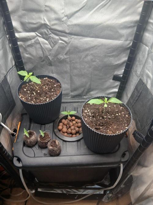 Super Sativa Seed Club DWC Version. Week 1