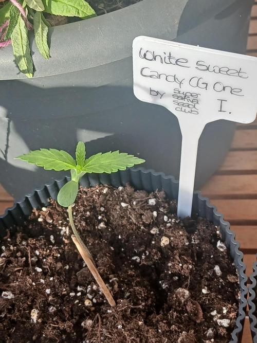 Super Sativa Seed Club Outdoor Version. Week 1