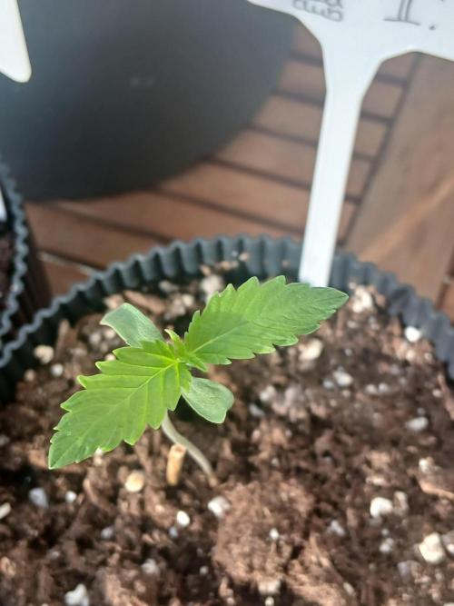Super Sativa Seed Club Outdoor Version. Week 1