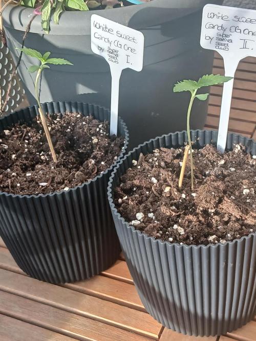 Super Sativa Seed Club Outdoor Version. Week 1