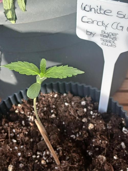 Super Sativa Seed Club Outdoor Version. Week 1