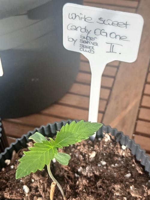 Super Sativa Seed Club Outdoor Version. Week 1