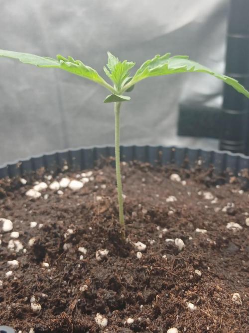 Super Sativa Seed Club Soil Version. Week 1