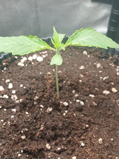 Super Sativa Seed Club Soil Version. Week 1